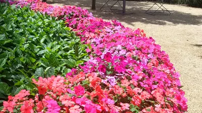 Landscaping Photo